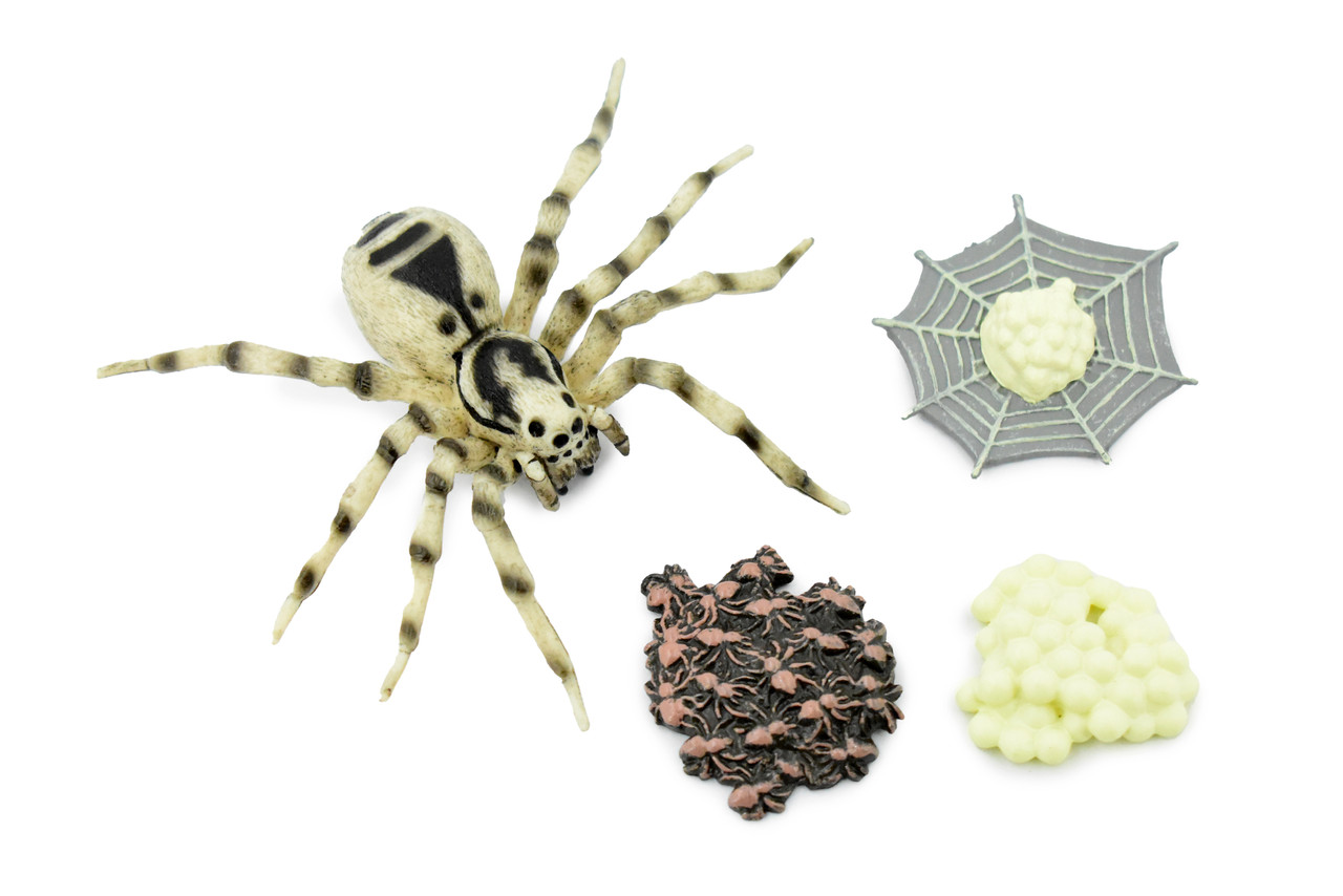 Spider - Reproduction, Silk, Venom