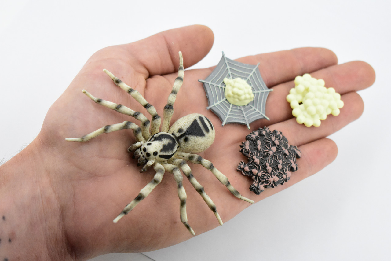 Life Cycle of a Wolf Spider, Arachnid, 4 Stages, Museum Quality, Educational, Hand Painted, Rubber Insect, Diorama Model, Realistic, Kids, Toys, 3 1/2 Inches.