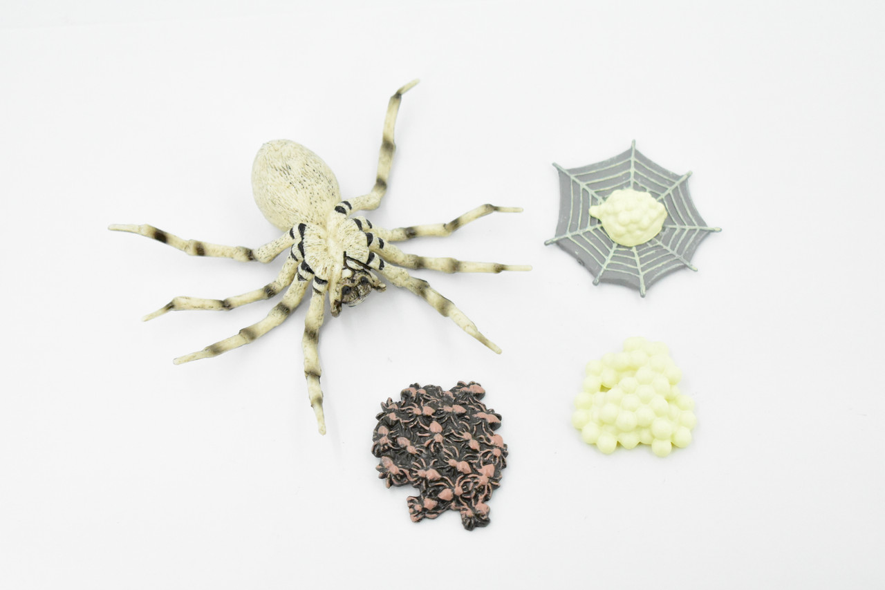 Life Cycle of a Wolf Spider, Arachnid, 4 Stages, Museum Quality, Educational, Hand Painted, Rubber Insect, Diorama Model, Realistic, Kids, Toys, 3 1/2 Inches.