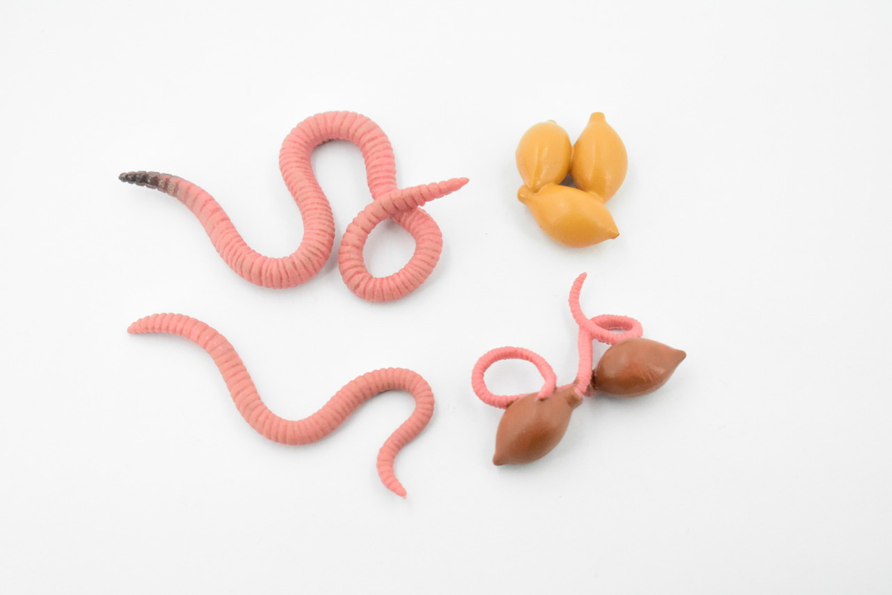 Worm, Life Cycle of a Earthworm, 3 Stages, Museum Quality, Hand Painted, Rubber Worm, Figure, Model, Realistic, Educational, Gift,       3"    CH490 BB150