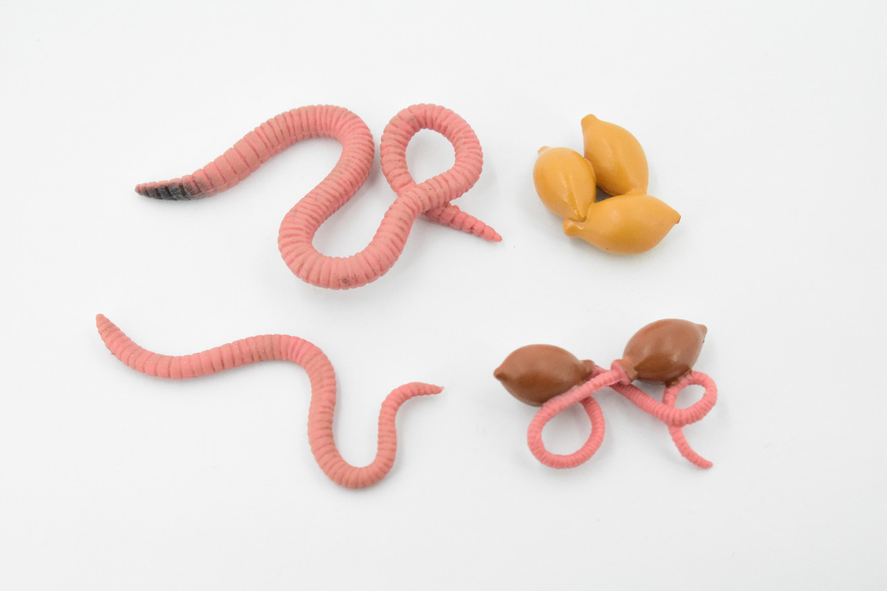 Worm, Life Cycle of a Earthworm, 3 Stages, Museum Quality, Hand Painted, Rubber Worm, Figure, Model, Realistic, Educational, Gift,       3"    CH490 BB150