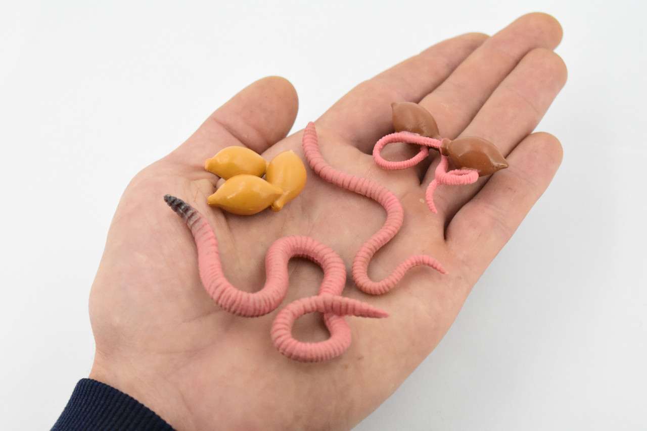 Life Cycle of a Earthworm, Worm, 4 Stages, Museum Quality, Educational, Hand Painted, Rubber Insect, Diorama Model, Kids, Toys,  3 Inches.