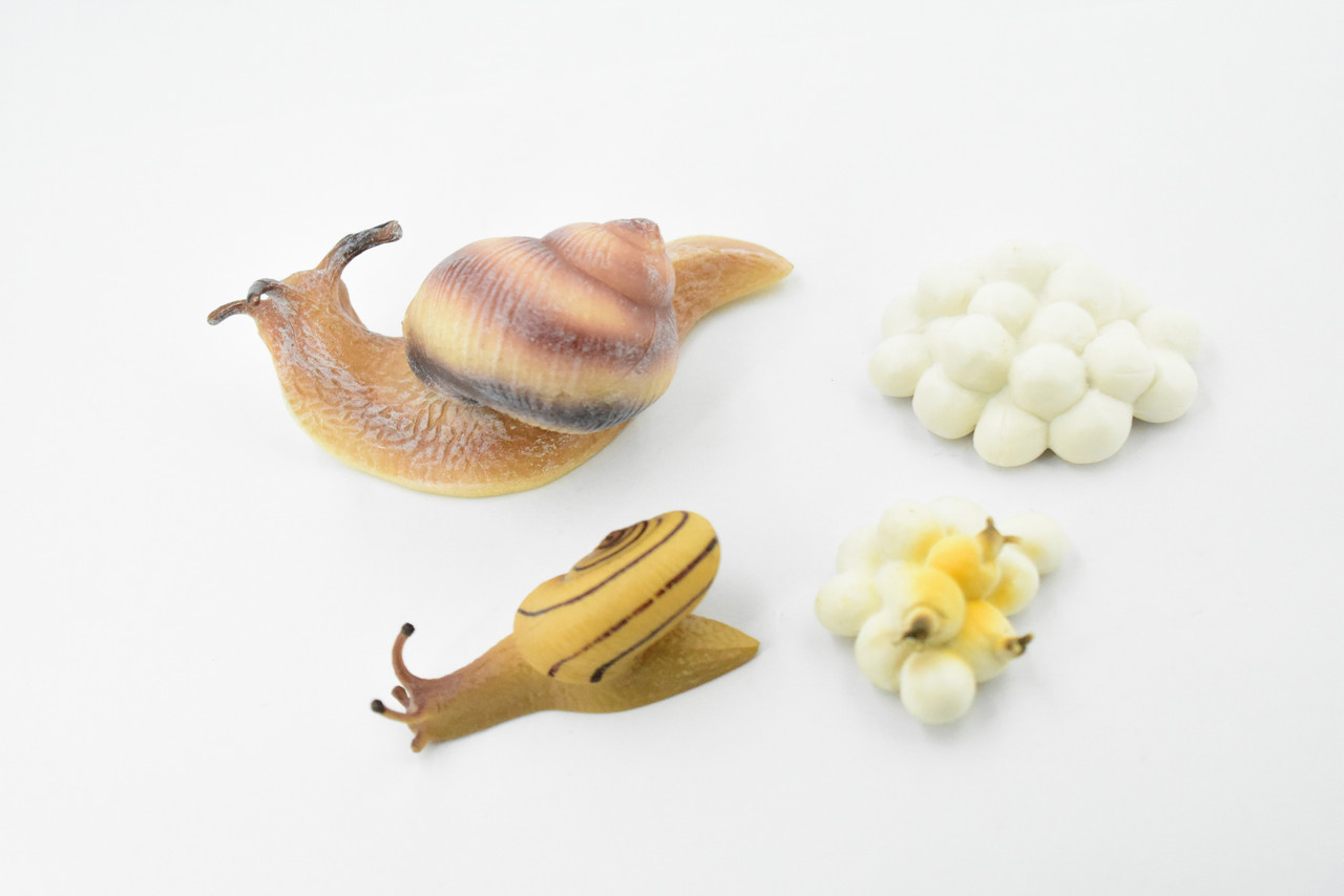 Snail, Life Cycle of a Land Snail, 4 Stages, Museum Quality, Hand Painted, Rubber Bug, Figure, Model, Realistic, Educational,  3 1/2" 