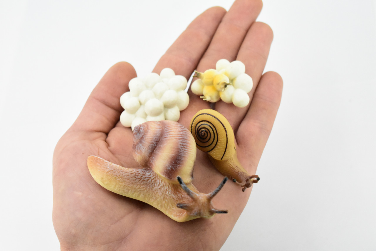 Snail, Life Cycle of a Land Snail, 4 Stages, Museum Quality, Hand Painted, Rubber Bug, Figure, Model, Realistic, Educational,  3 1/2" 