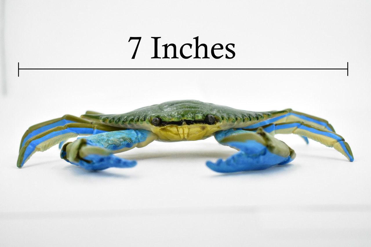 Crab, Blue Crab, Museum Quality, Rubber, Crustaceans, Educational, Realistic, Hand Painted, Figure, Lifelike Figurine, Replica, Gift,     7"      F4071 B135