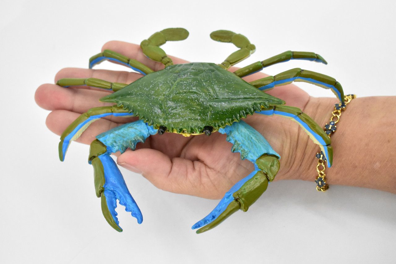 Crab, Blue Crab, Museum Quality, Rubber, Crustaceans, Educational, Realistic, Hand Painted, Figure, Lifelike Figurine, Replica, Gift,     7"      F4071 B135