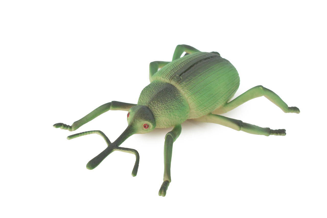 Beetle, Bearded Weevil, Rhinostomus barbirostris, Rubber Insect, Educational, Toy, Kids, Realistic Figure, Lifelike Model, Figurine, Replica, Gift,