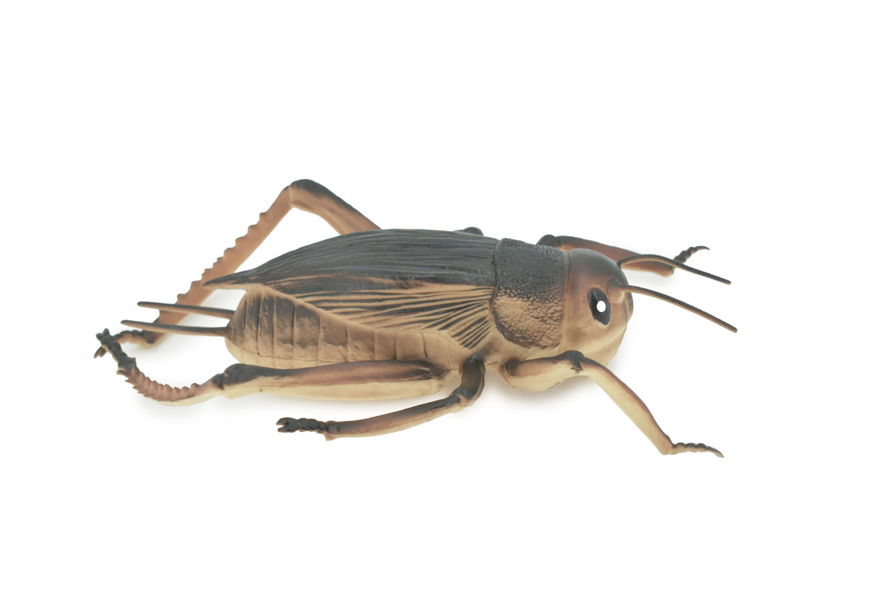 Cricket, True Crickets, Rubber Insect, Educational, Toy, Kids, Realistic Figure, Lifelike Model, Figurine, Replica, Gift,      8"     ABC07 B262