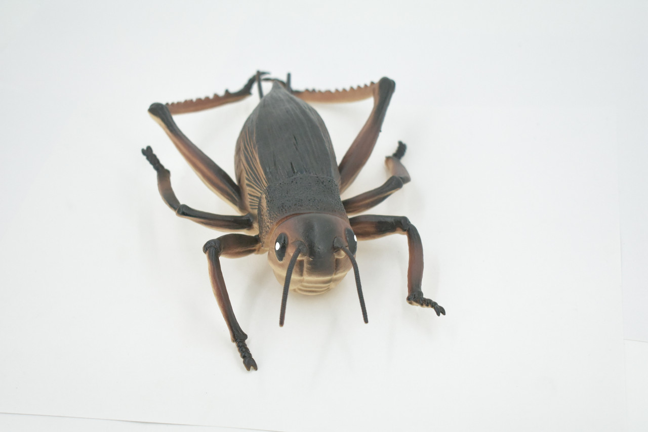 Cricket, True Crickets, Rubber Insect, Educational, Toy, Kids, Realistic Figure, Lifelike Model, Figurine, Replica, Gift,      8"     ABC07 B262