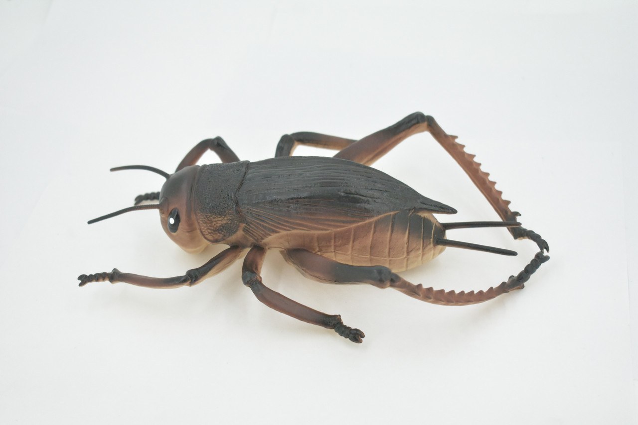 Cricket, True Crickets, Rubber Insect, Educational, Toy, Kids, Realistic Figure, Lifelike Model, Figurine, Replica, Gift,      8"     ABC07 B262