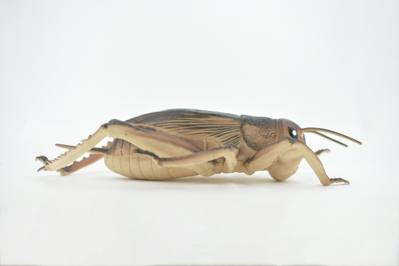 Cricket, True Crickets, Rubber Insect, Educational, Toy, Kids, Realistic Figure, Lifelike Model, Figurine, Replica, Gift,      8"     ABC07 B262