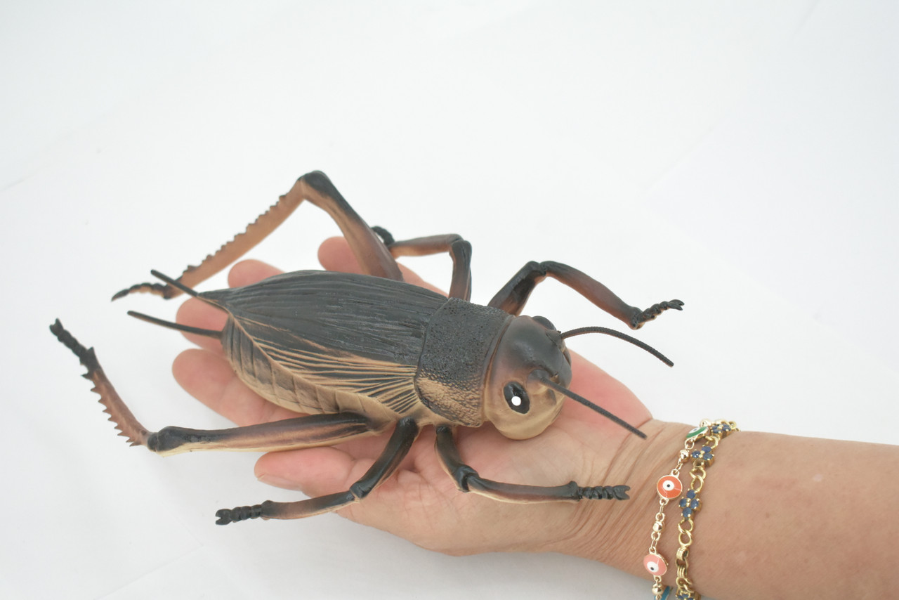Cricket, True Crickets, Rubber Insect, Educational, Toy, Kids, Realistic Figure, Lifelike Model, Figurine, Replica, Gift,      8"     ABC07 B262