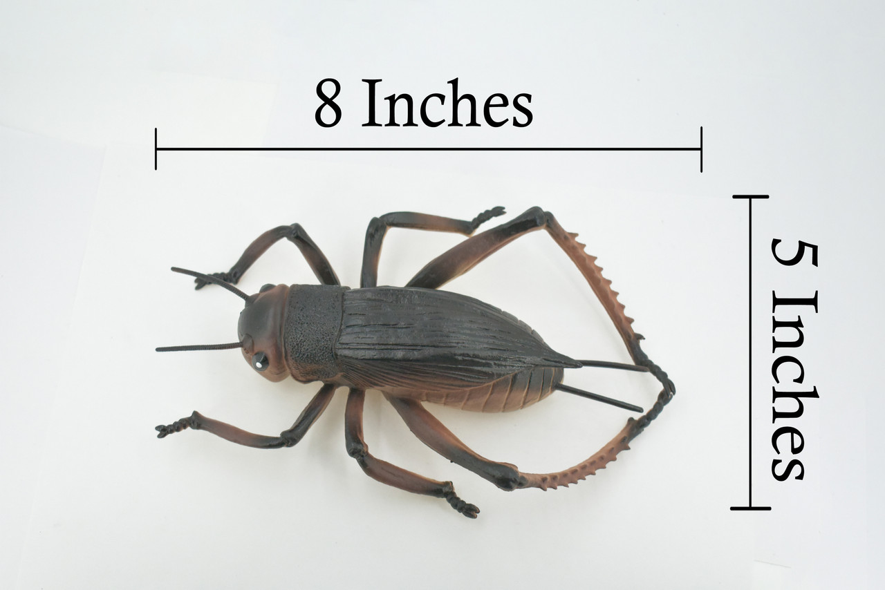 Cricket, True Crickets, Rubber Insect, Educational, Toy, Kids, Realistic Figure, Lifelike Model, Figurine, Replica, Gift,      8"     ABC07 B262