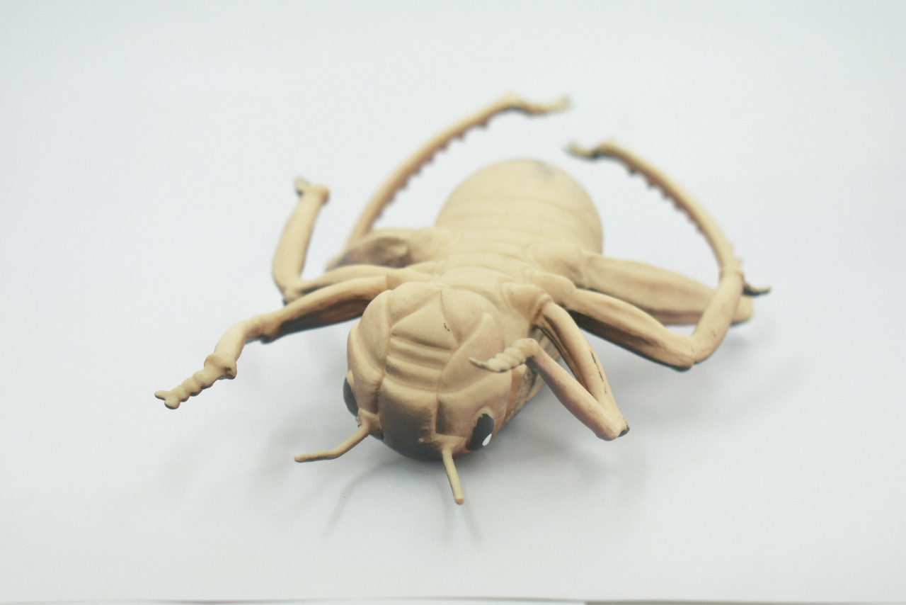 Cricket, True Crickets, Rubber Insect, Educational, Toy, Kids, Realistic Figure, Lifelike Model, Figurine, Replica, Gift,      8"     ABC07 B262