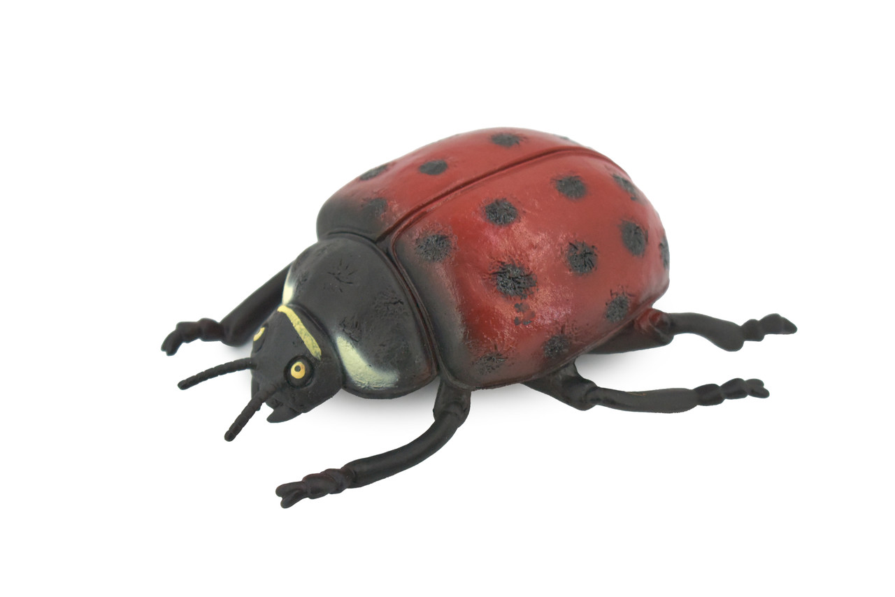 Ladybug, Beetle, Coccinellidae, Lady bug, Rubber Insect, Educational, Toy, Kids, Realistic Figure, Lifelike Model, Figurine, Replica, Gift,    5"   ABC08 B262