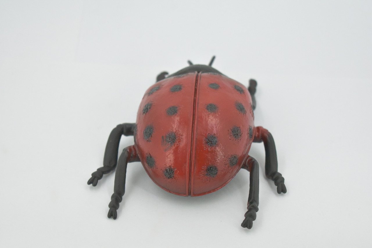 Ladybug, Beetle, Coccinellidae, Lady bug, Hand Painted, Rubber Insect, Educational, Toy, Kids, Realistic Figure, Lifelike Model, Figurine, Replica, Gift,    5"   ABC08 B262