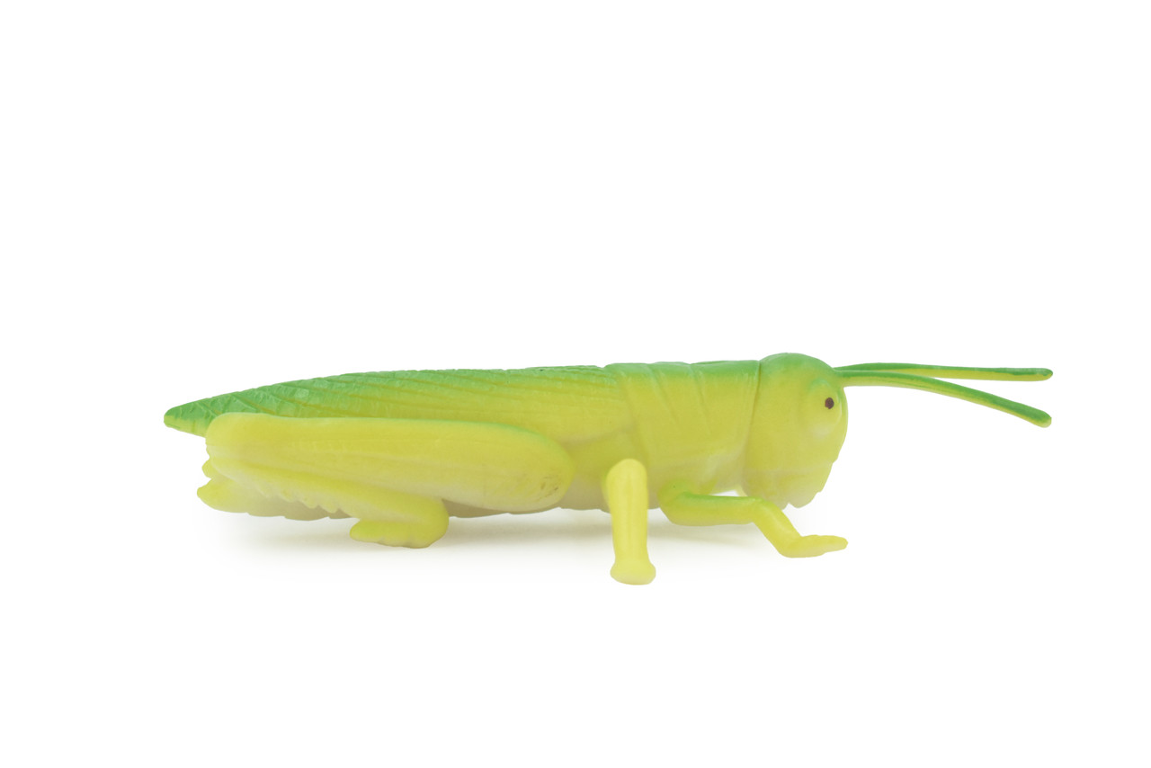 Grasshopper, Locusts, Rubber Insect, Realistic Figure, Lifelike, Model, Replica, Toy, Kids, Educational, Gift, 