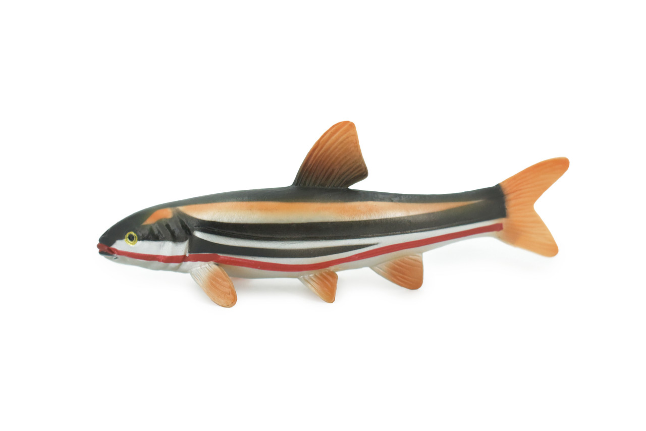 Japanese dace, Big-scaled redfin Fish, Very Realistic Rubber Design, Educational, Hand Painted, Rubber Fish, Realistic, Toy, Diorama Model, Kids, 5 1/2 Inches.