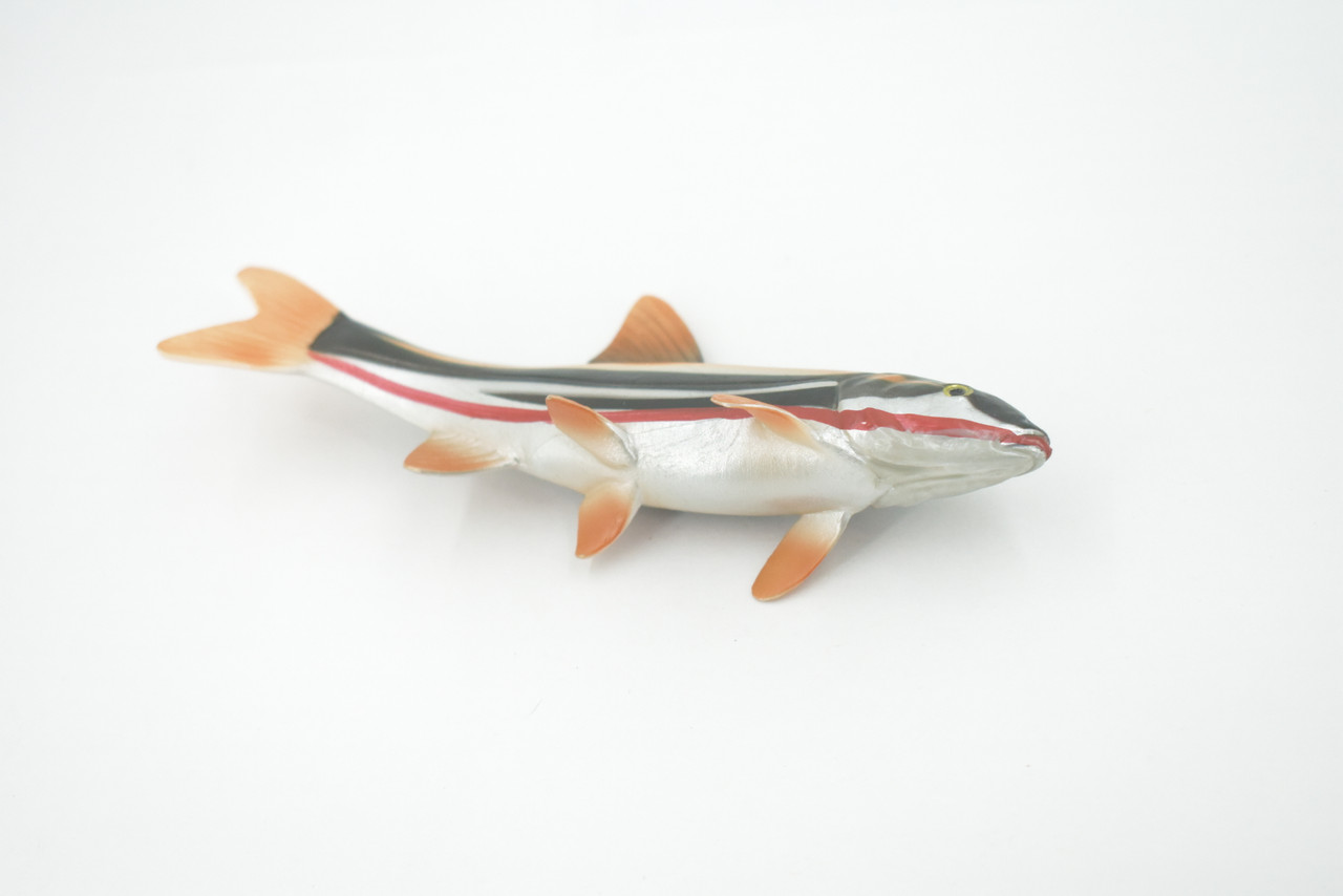 Fish, Japanese dace, Big-scaled redfin, Hand Painted, Rubber Fish, Realistic, Toy, Figure, Model, Replica, Kids, Educational, Gift,     5 1/2"     CH478 BB153