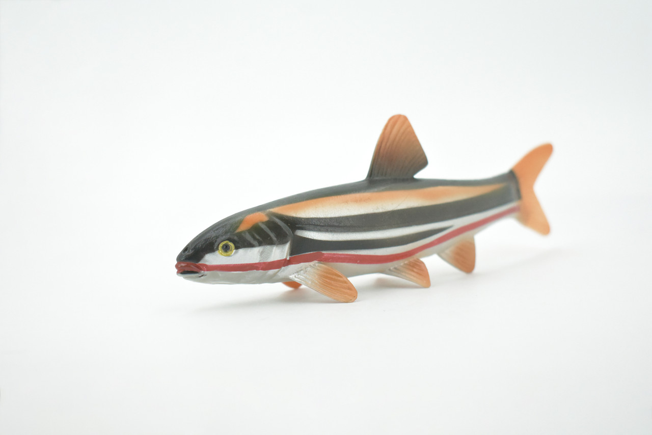 Fish, Japanese dace, Big-scaled redfin, Hand Painted, Rubber Fish, Realistic, Toy, Figure, Model, Replica, Kids, Educational, Gift,     5 1/2"     CH478 BB153