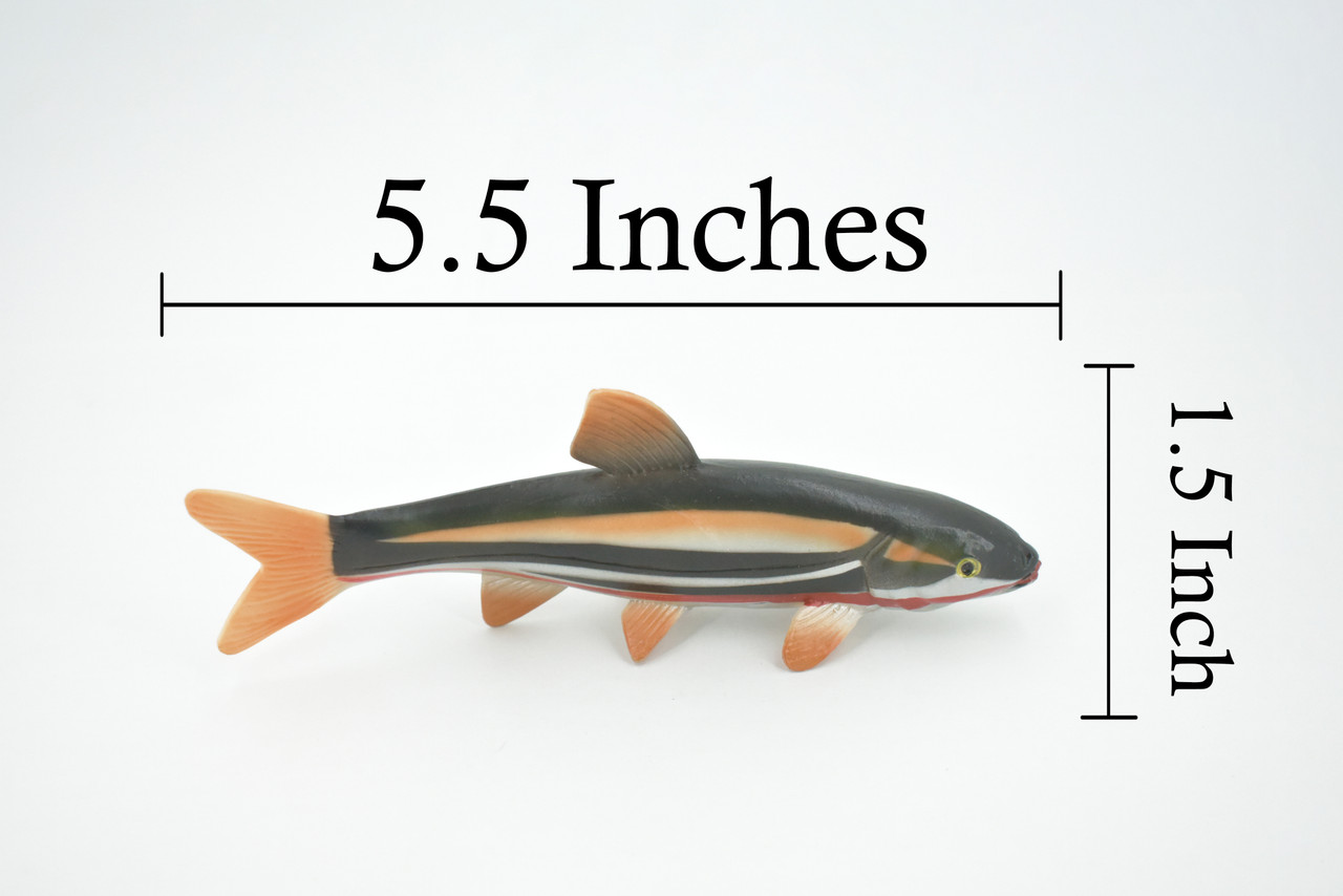 Fish, Japanese dace, Big-scaled redfin, Hand Painted, Rubber Fish, Realistic, Toy, Figure, Model, Replica, Kids, Educational, Gift,     5 1/2"     CH478 BB153