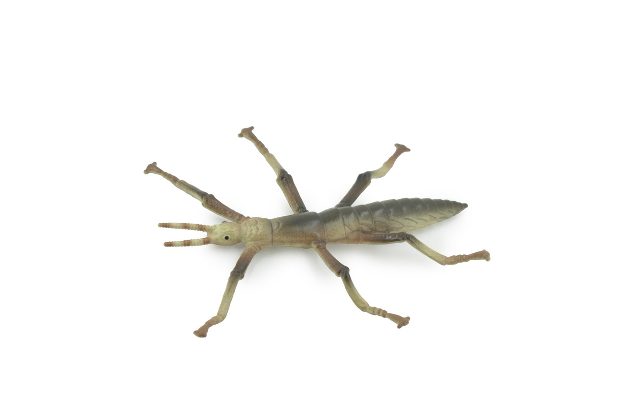 Stick insects, Stick-bugs, Walking Sticks, Museum Quality, Educational, Hand Painted, Rubber Insect, Realistic Toy Figure, Model, Replica, Kids, Gift,   4 Inches. 