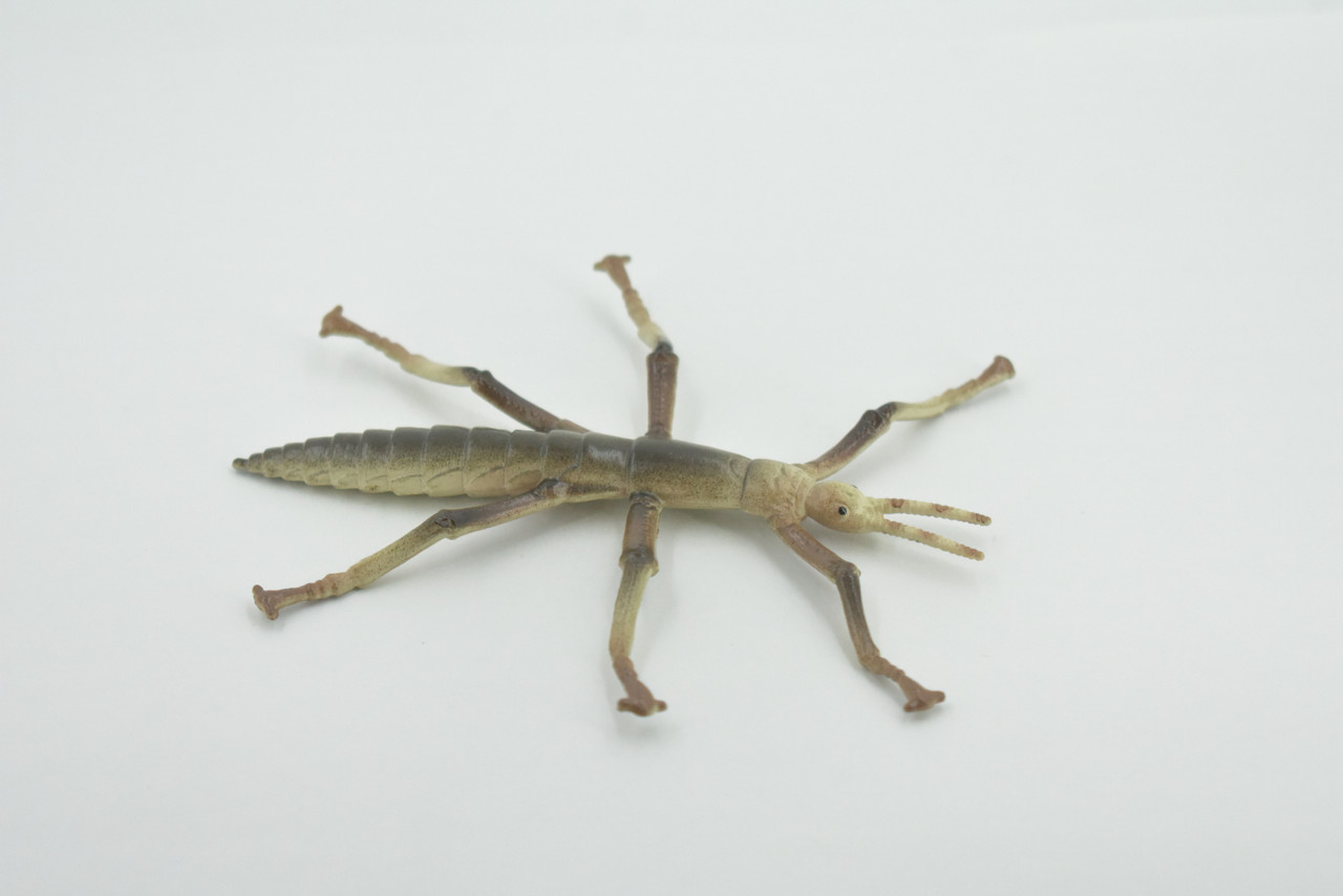 Stick insects, Stick-bugs, Walking Sticks, Museum Quality, Educational, Hand Painted, Rubber Insect, Realistic Toy Figure, Model, Replica, Kids, Gift,   4 Inches. 