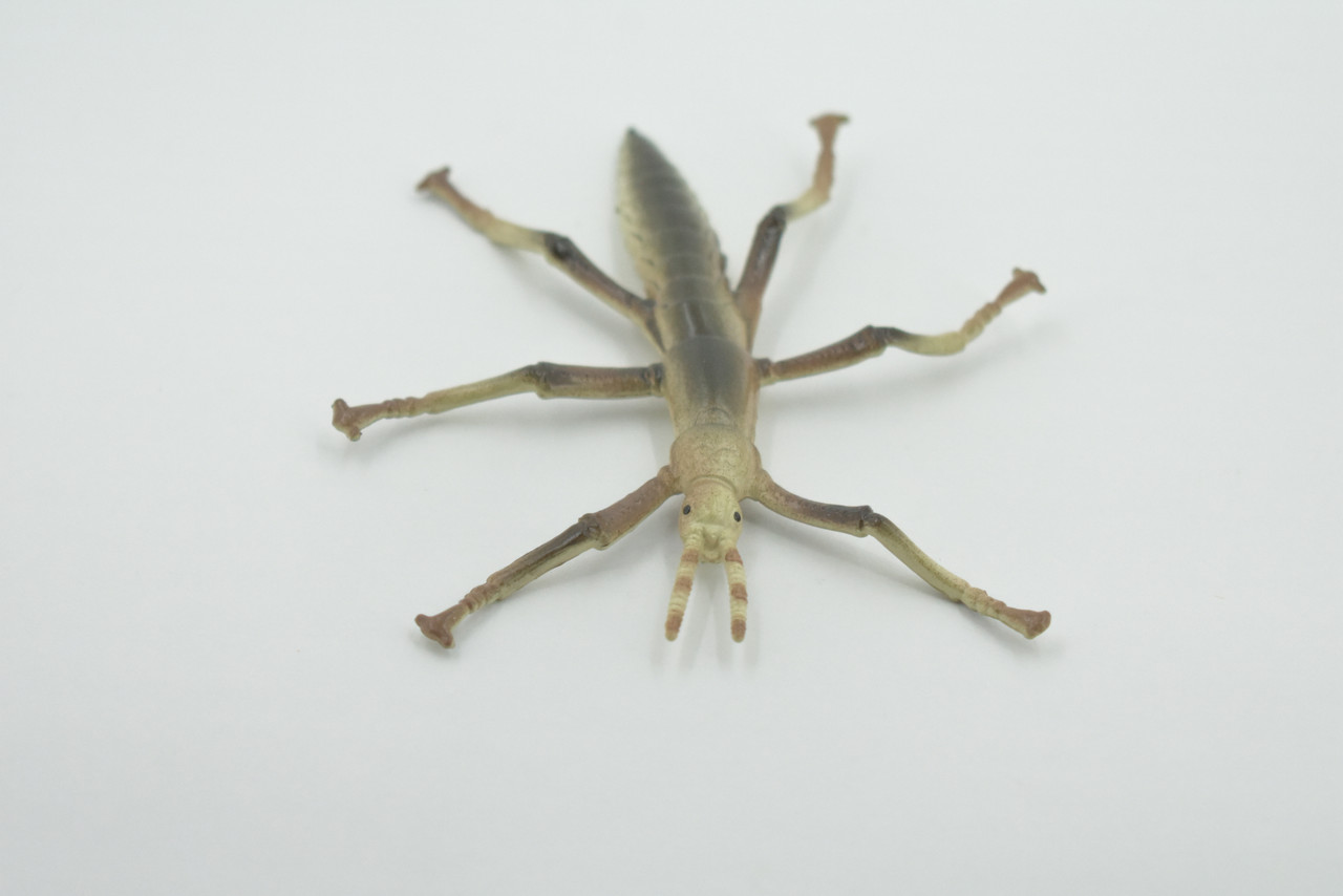 Stick insects, Stick-bugs, Walking Sticks, Museum Quality, Educational, Hand Painted, Rubber Insect, Realistic Toy Figure, Model, Replica, Kids, Gift,   4 Inches. 