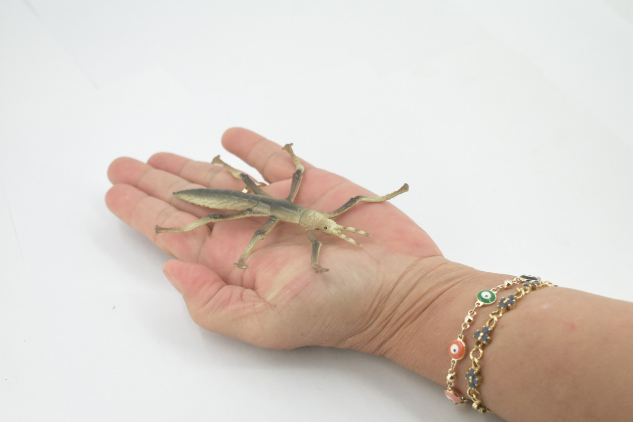 Stick insects, Stick-bugs, Walking Sticks, Museum Quality, Hand Painted, Rubber, Insect, Realistic Toy Figure, Model, Replica, Kids, Educational, Gift,   4"   CH481 BB153