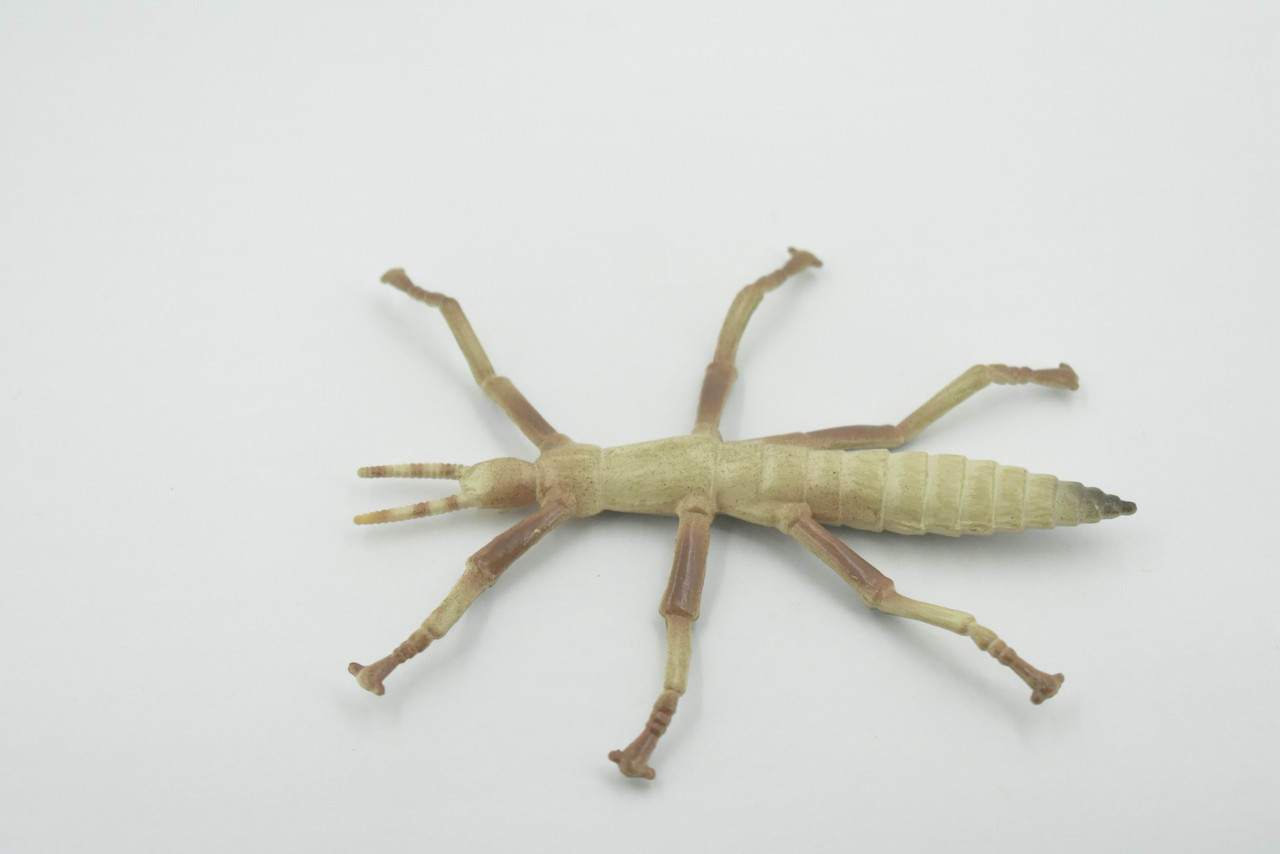 Stick insects, Stick-bugs, Walking Sticks, Museum Quality, Hand Painted, Rubber, Insect, Realistic Toy Figure, Model, Replica, Kids, Educational, Gift,   4"   CH481 BB153