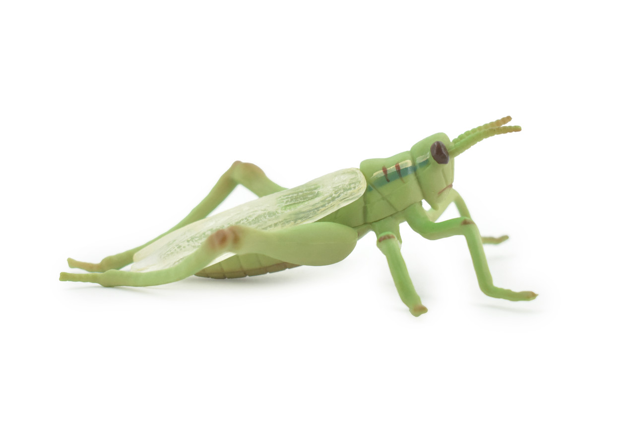 Grasshopper, Locusts, Museum Quality, Hand Painted, Rubber, Insect, Realistic Toy Figure, Model, Replica, Kids, Educational, Gift,     4"     CH485 BB154