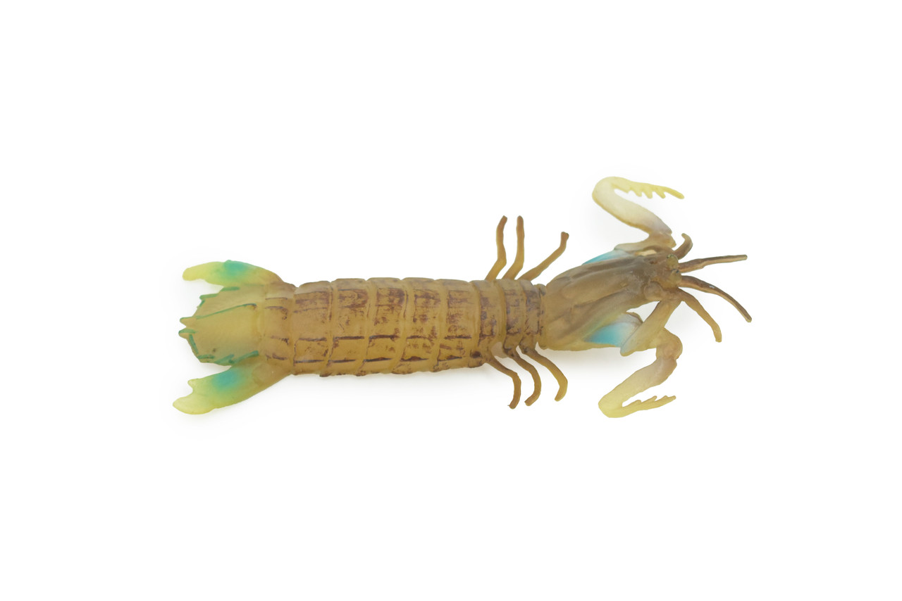 Mantis Shrimp, Marine Crustaceans, Museum Quality, Educational, Hand Painted, High Quality Rubber, Lifelike Design, Diorama Model, Kids,  5 Inches. 