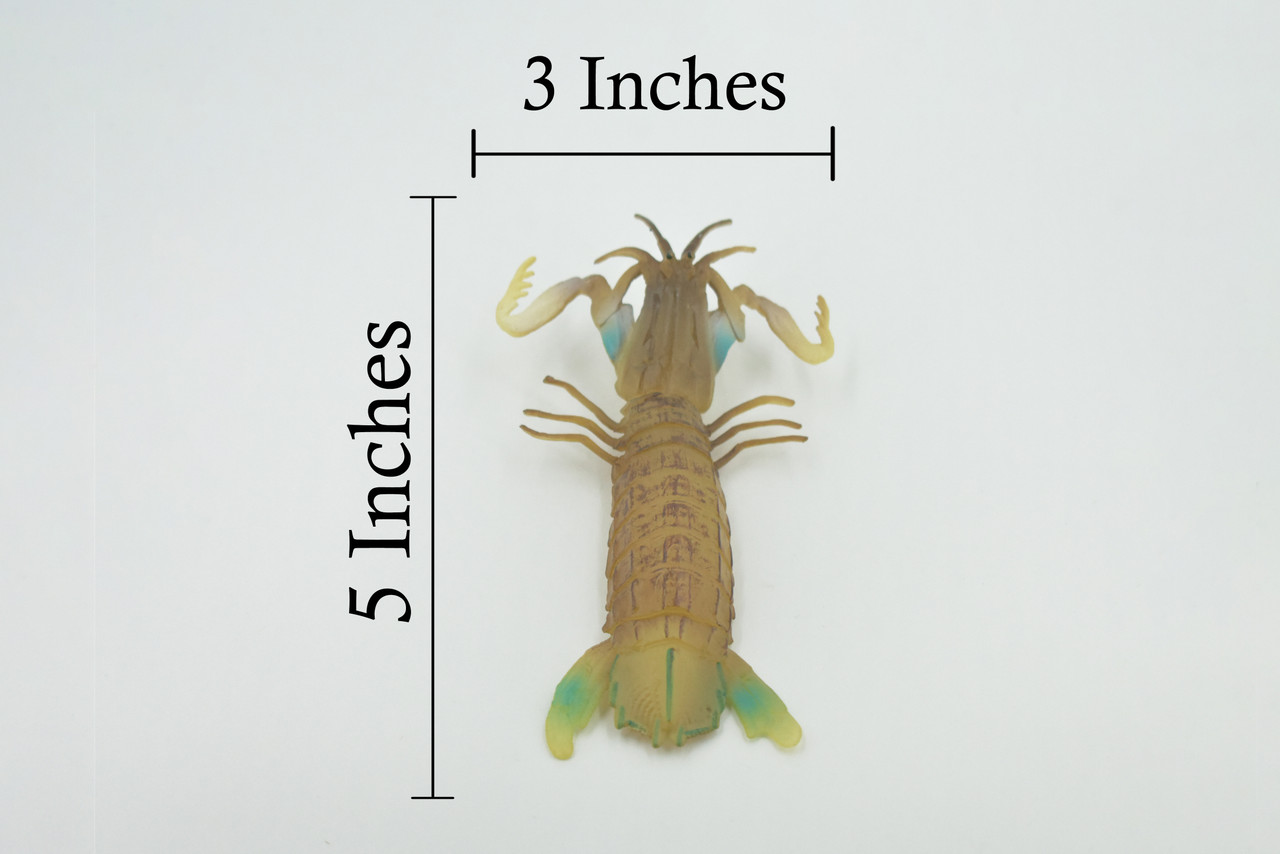 Mantis Shrimp, Marine Crustaceans, Museum Quality, Educational, Hand Painted, High Quality Rubber, Lifelike Design, Diorama Model, Kids,  5 Inches. 