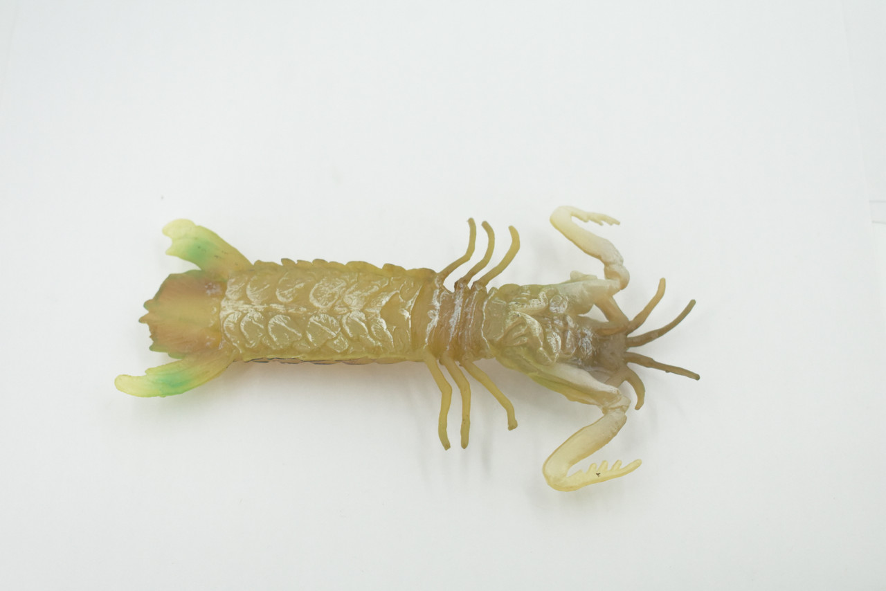 Mantis Shrimp, Marine Crustaceans, Museum Quality, Educational, Hand Painted, High Quality Rubber, Lifelike Design, Diorama Model, Kids,  5 Inches. 