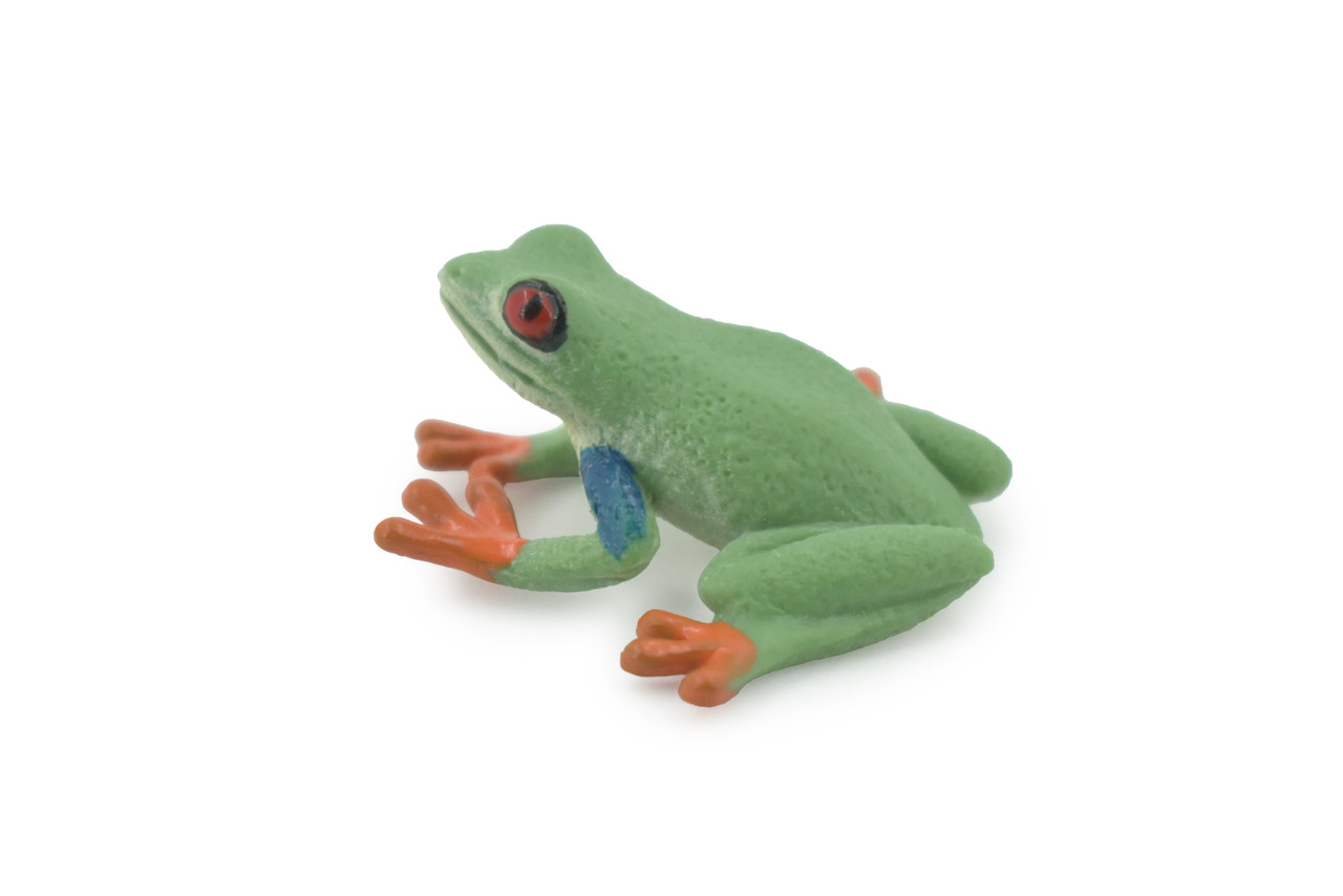 Frog, Red-Eyed Tree Frog , Museum Quality, Hand Painted, Rubber Amphibian, Realistic Figure, Model, Replica, Toy, Kids, Educational, Gift,   1 1/2"    CH496 BB154