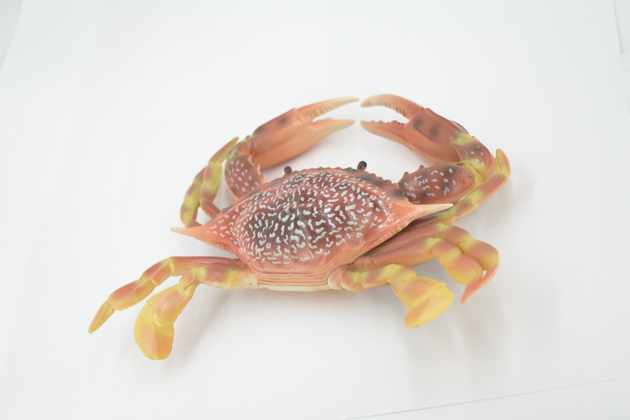 Crab, Swimming, Spotted, Museum Quality, Hand Painted, Rubber Crustacean, Realistic Figure, Model, Replica, Toy, Kids, Educational, Gift,      9"   CH500 BB155 