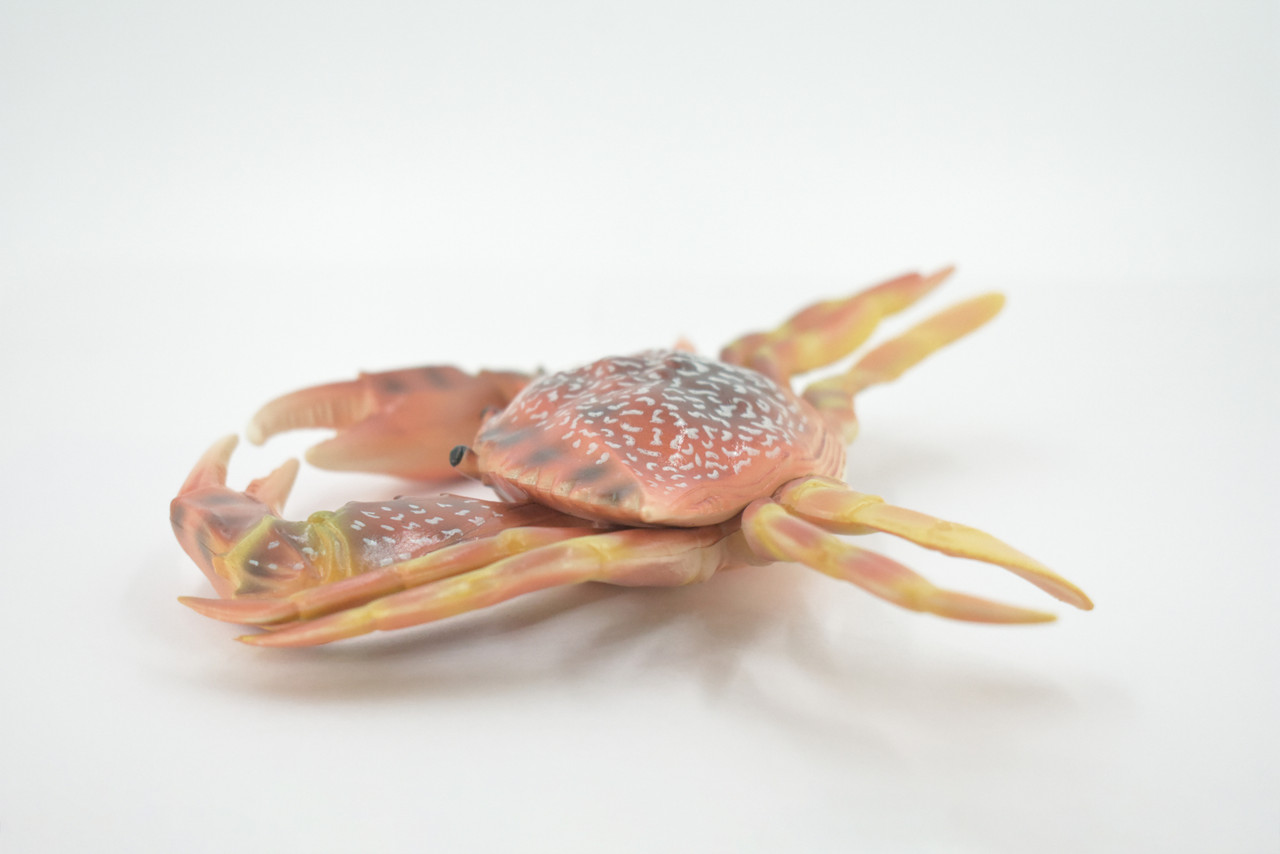 Crab, Swimming, Spotted, Museum Quality, Hand Painted, Rubber Crustacean, Realistic Figure, Model, Replica, Toy, Kids, Educational, Gift,      9"   CH500 BB155 