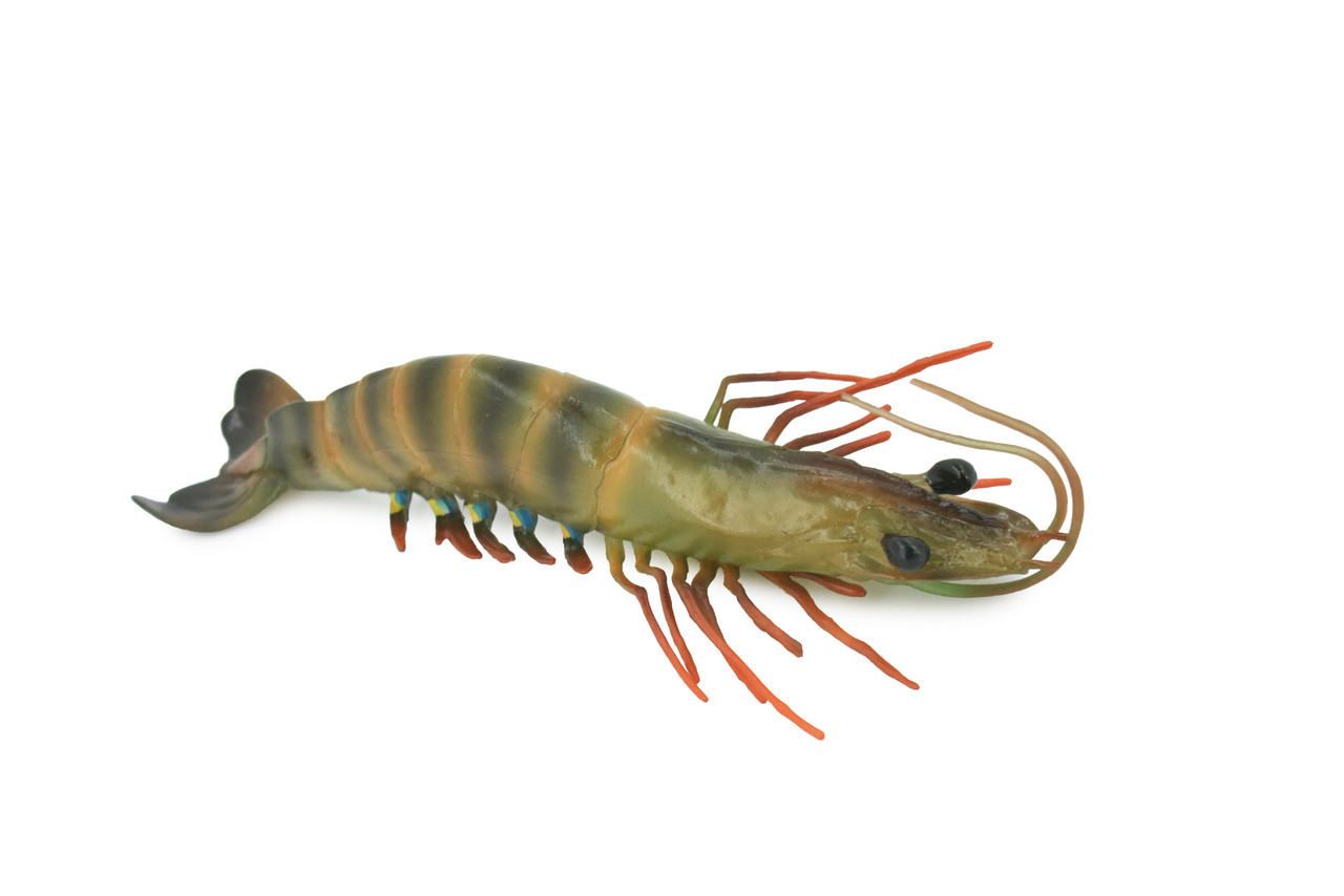 Shrimp, Prawn, Tiger Shrimp, Museum Quality, Hand Painted, Rubber Crustaceans, Realistic Toy Figure, Model, Replica, Kids, Educational, Gift,     9"      CH513 BB157