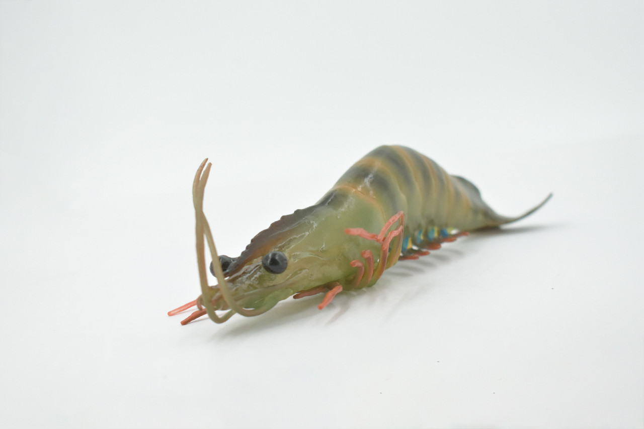 Shrimp, Prawn, Tiger Shrimp, Museum Quality, Hand Painted, Rubber Crustaceans, Realistic Toy Figure, Model, Replica, Kids, Educational, Gift,     9"      CH513 BB157