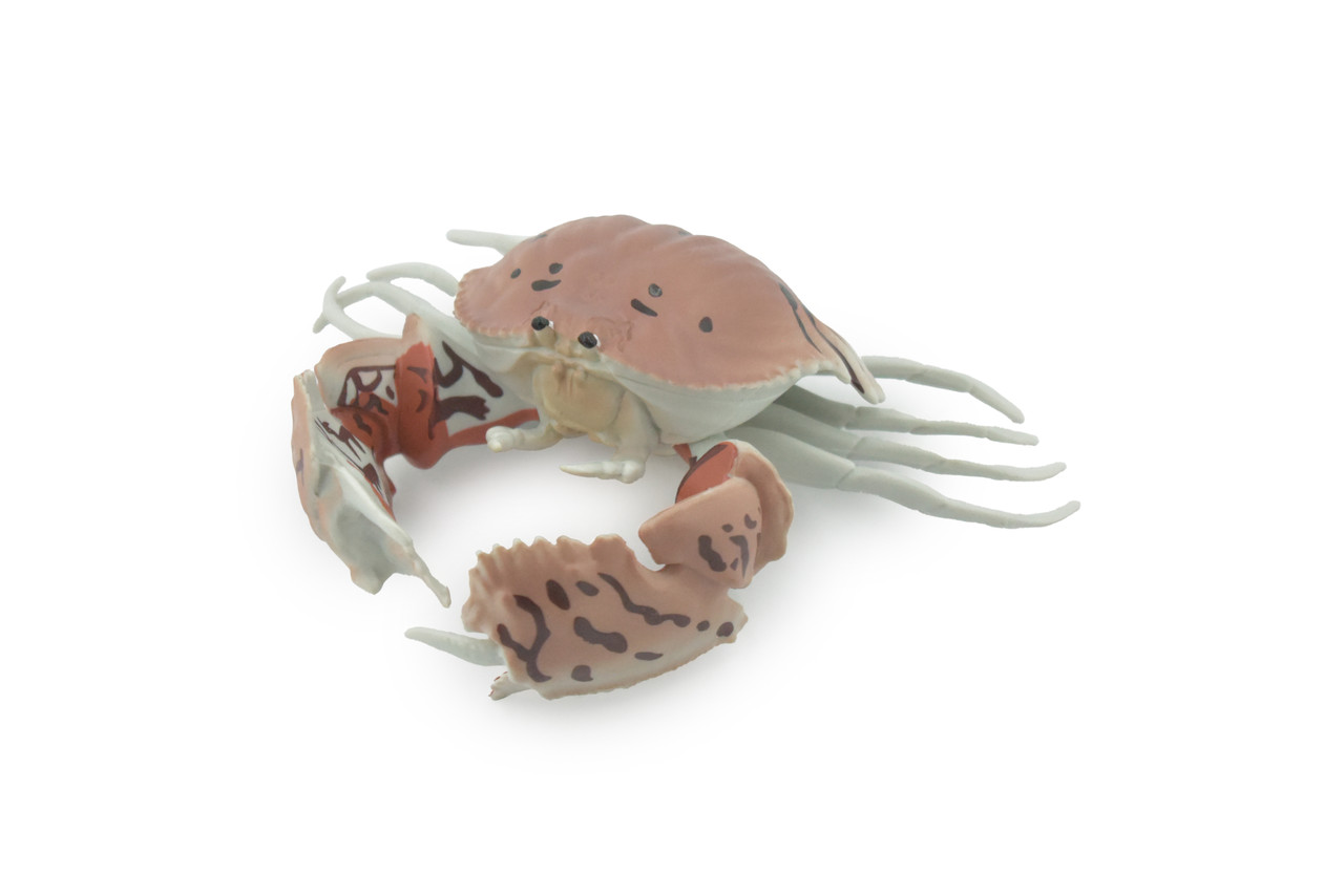 Crab, Calappidae, Box Crabs, Museum Quality, Hand Painted, Rubber Crustaceans,  Realistic, Figure, Model, Replica, Toy, Kids, Educational, Gift,     5"     CH515 BB157 