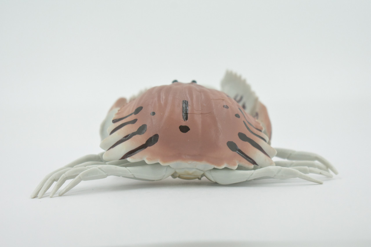 Crab, Calappidae, Box Crabs, Museum Quality, Hand Painted, Rubber Crustaceans,  Realistic, Figure, Model, Replica, Toy, Kids, Educational, Gift,     5"     CH515 BB157 