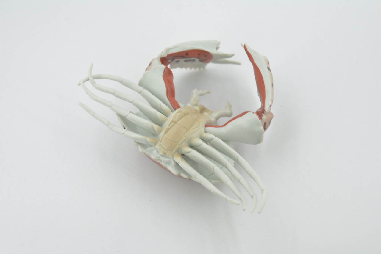 Crab, Calappidae, Box Crabs, Museum Quality, Hand Painted, Rubber Crustaceans,  Realistic, Figure, Model, Replica, Toy, Kids, Educational, Gift,     5"     CH515 BB157 