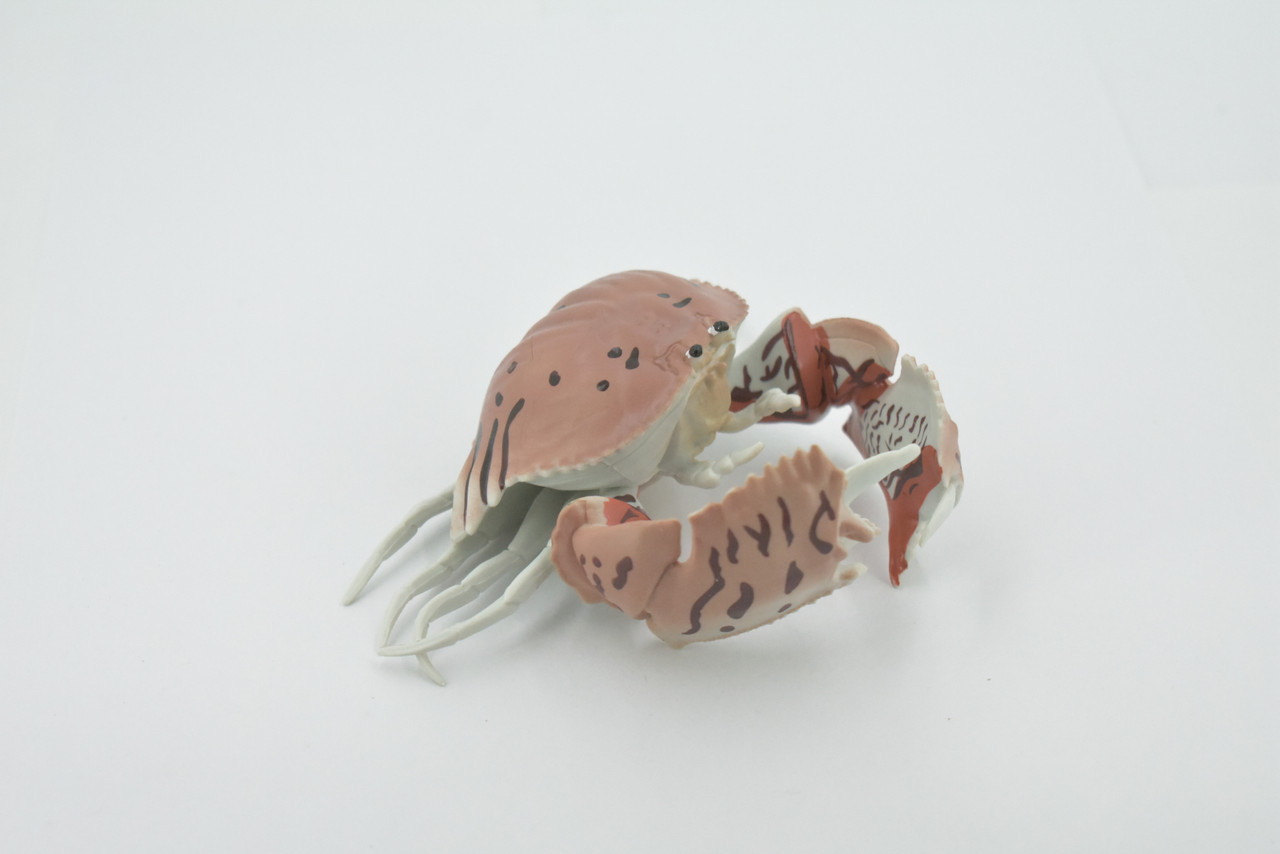 Crab, Calappidae, Box Crabs, Museum Quality, Hand Painted, Rubber Crustaceans,  Realistic, Figure, Model, Replica, Toy, Kids, Educational, Gift,     5"     CH515 BB157 