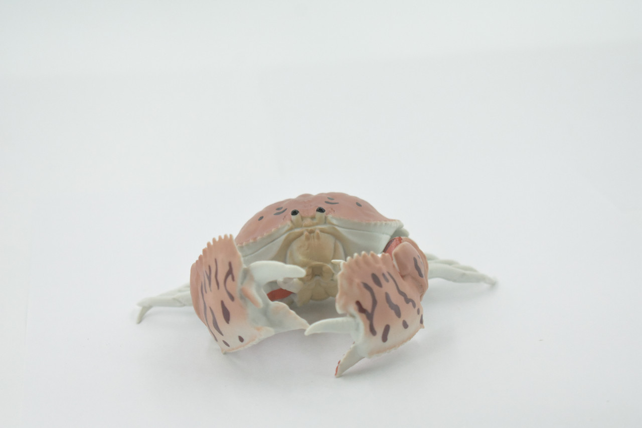 Crab, Calappidae, Box Crabs, Museum Quality, Hand Painted, Rubber Crustaceans,  Realistic, Figure, Model, Replica, Toy, Kids, Educational, Gift,     5"     CH515 BB157 