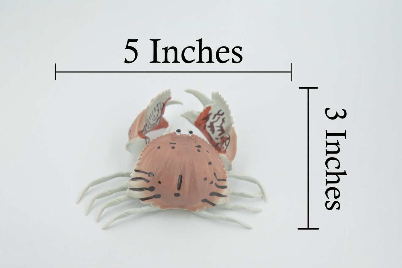 Crab, Calappidae, Box Crabs, Museum Quality, Hand Painted, Rubber Crustaceans,  Realistic, Figure, Model, Replica, Toy, Kids, Educational, Gift,     5"     CH515 BB157 