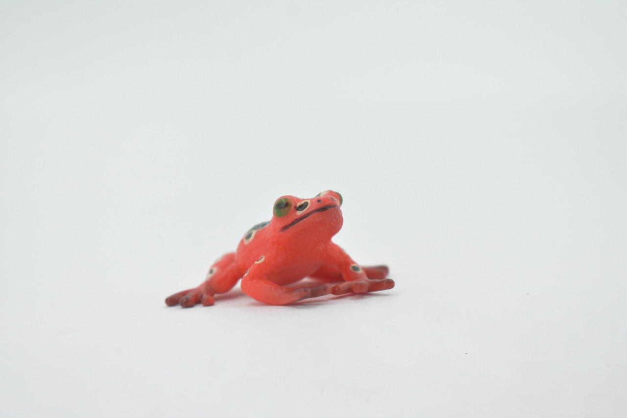 Frog, Marbled Reed Frog, Museum Quality, Hand Painted, Rubber Amphibian, Realistic Figure, Model, Replica, Toy, Kids, Educational, Gift,   1 1/2"    CH523 BB158