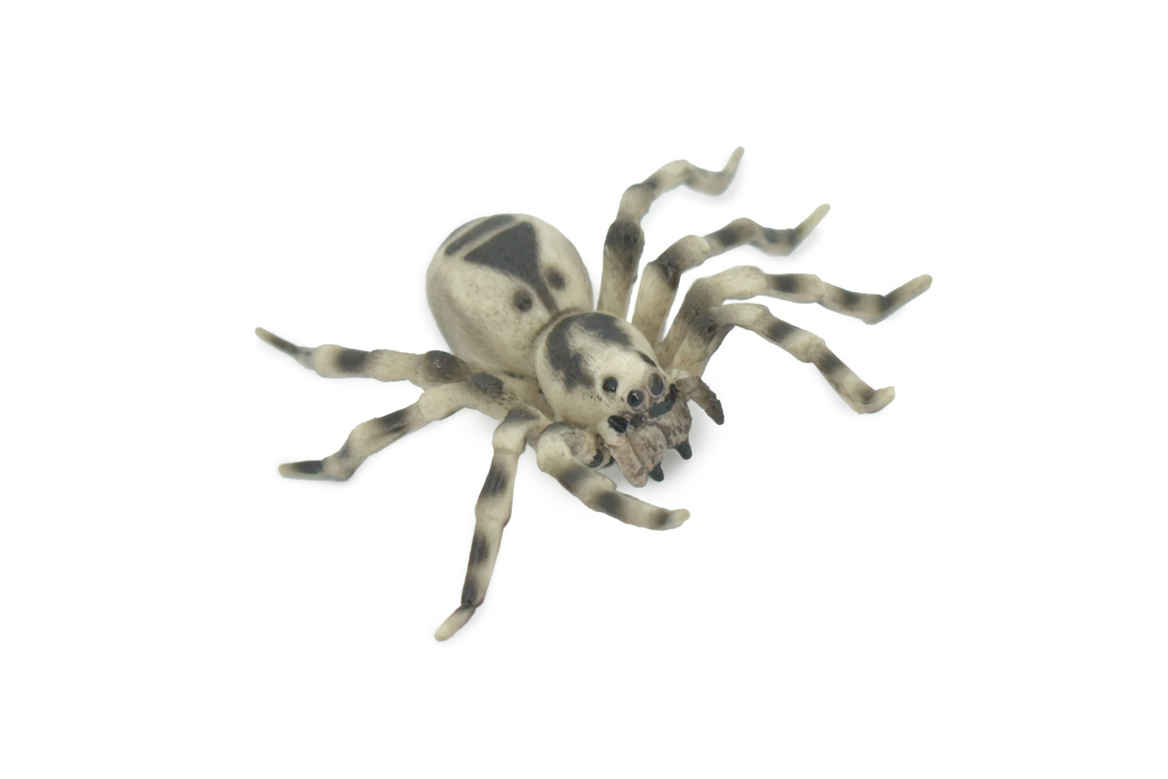 Spider, Wolf, Arachnids, Museum Quality, Hand Painted, Rubber Insect, Realistic, Figure, Model, Replica, Toy, Kids, Educational, Gift,     3 1/2"     CH530 BB158