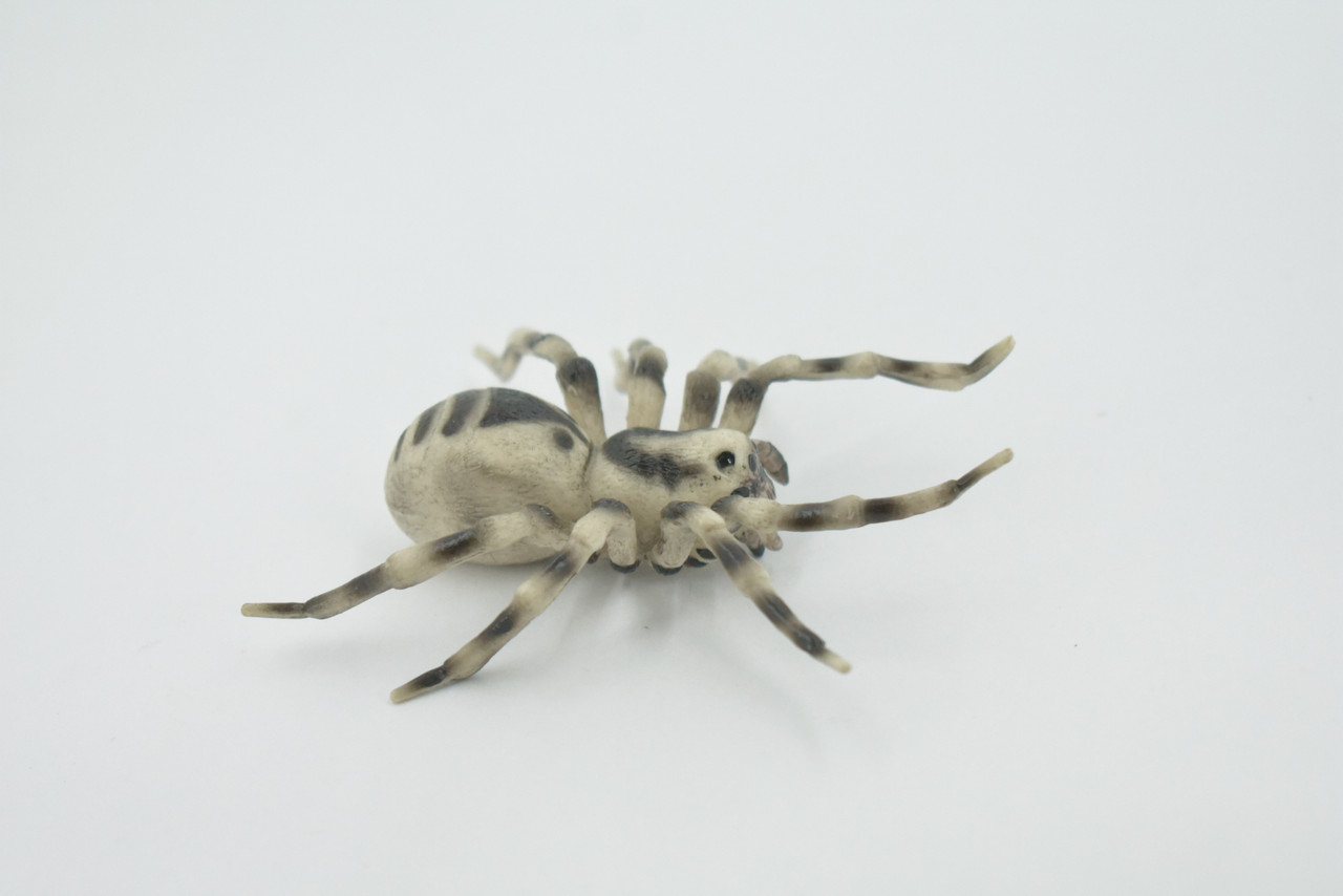 Spider, Wolf, Arachnids, Museum Quality, Hand Painted, Rubber Insect, Realistic, Figure, Model, Replica, Toy, Kids, Educational, Gift,     3 1/2"     CH530 BB158