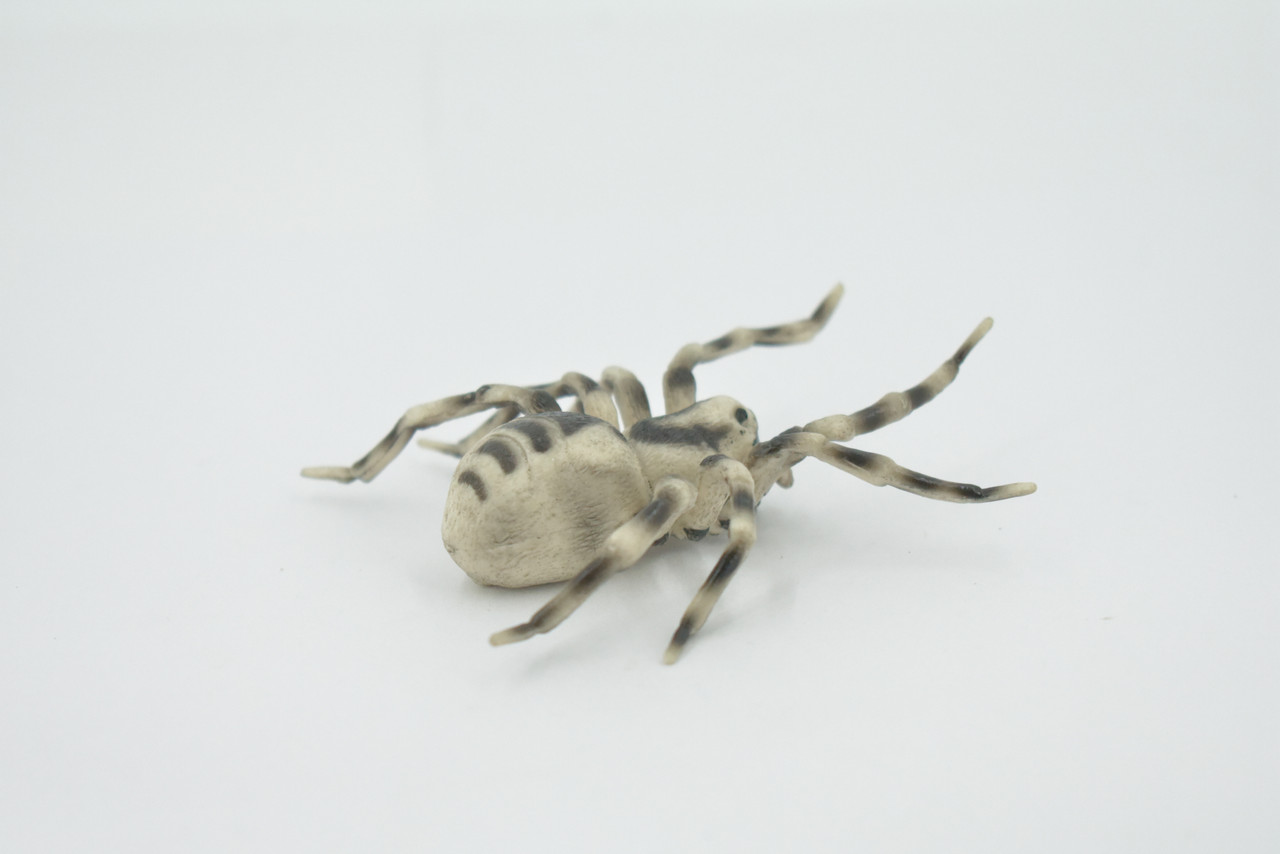 Spider, Wolf, Arachnids, Museum Quality, Hand Painted, Rubber Insect, Realistic, Figure, Model, Replica, Toy, Kids, Educational, Gift,     3 1/2"     CH530 BB158