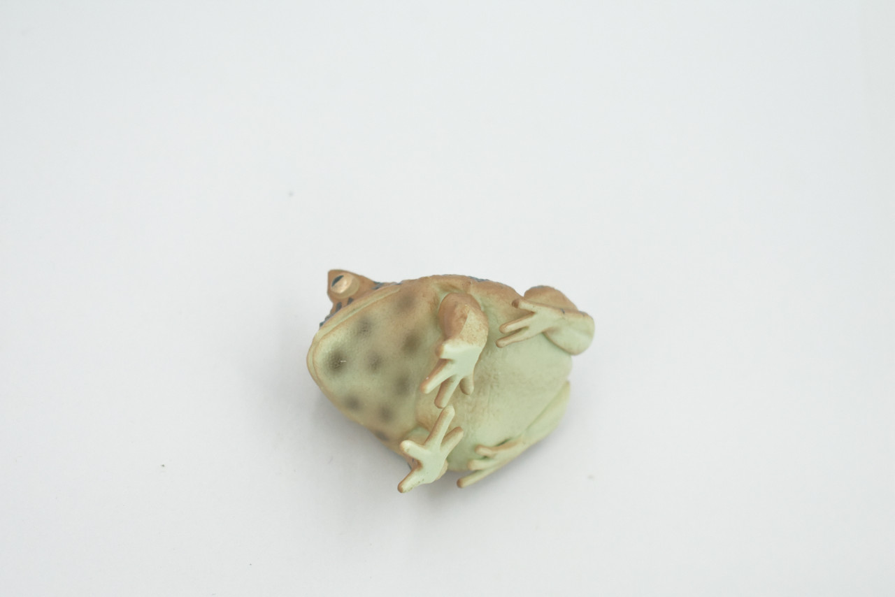 Frog, Horned Frog, Leptodactylidae, Museum Quality, Hand Painted, Rubber, Realistic Figure, Model, Replica, Toy, Kids, Educational, Gift,    2 1/2"   CH542 BB159